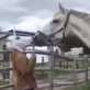 Arklys išsigando "arkliažmogio"