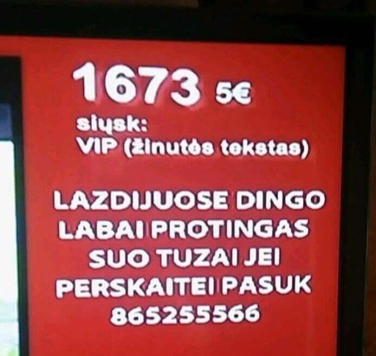 Dingo labai protingas šuo.. :)